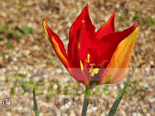 Tulipa sprengeri