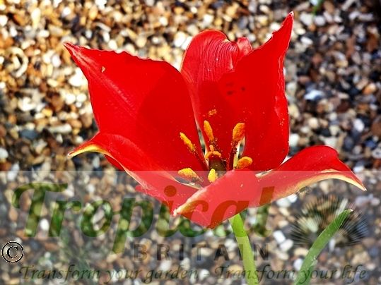 Tulipa sprengeri