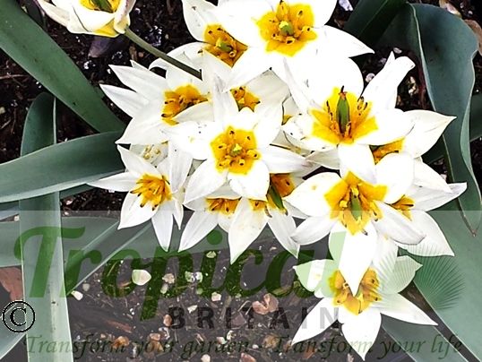 Tulipa turkestanica