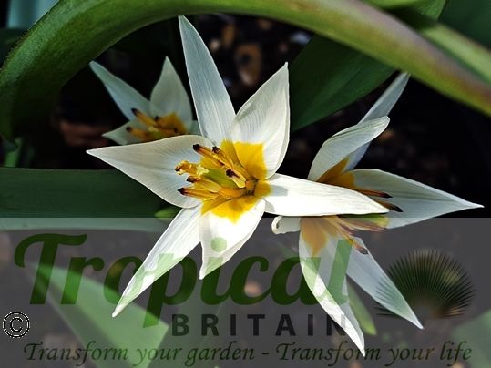 Tulipa turkestanica