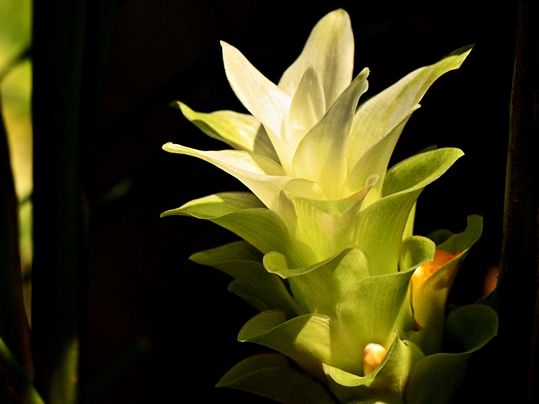 Curcuma longa - image courtesy Sankarshansen licenced via Wikimedia Creative Commons CC0 1.0 Universal Public Domain Dedication
