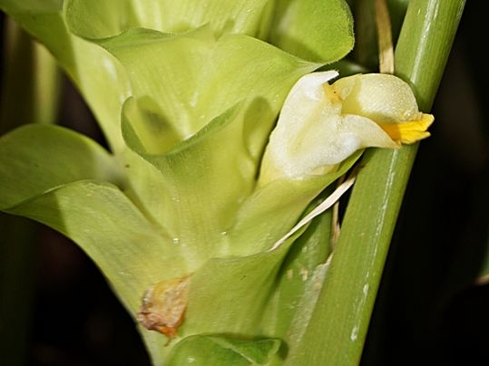 Curcuma longa - image SKsiddhartthan [CC BY-SA 4.0 (https://creativecommons.org/licenses/by-sa/4.0)] (image cropped)