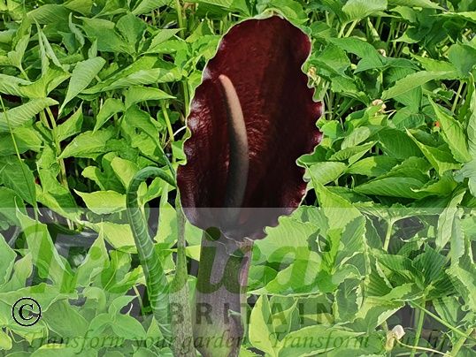 Typhonium giganteum