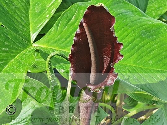 Typhonium giganteum