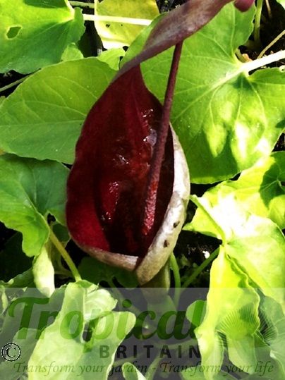 Typhonium roxburghii