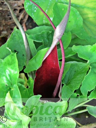 Typhonium roxburghii