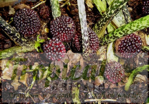 Typhonium venosum - seedpods
