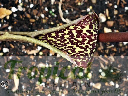 Typhonium venosum