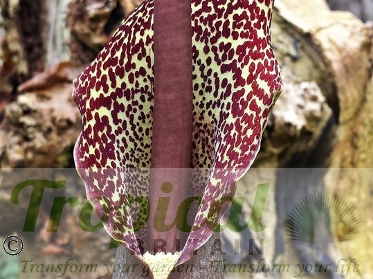 Typhonium venosum