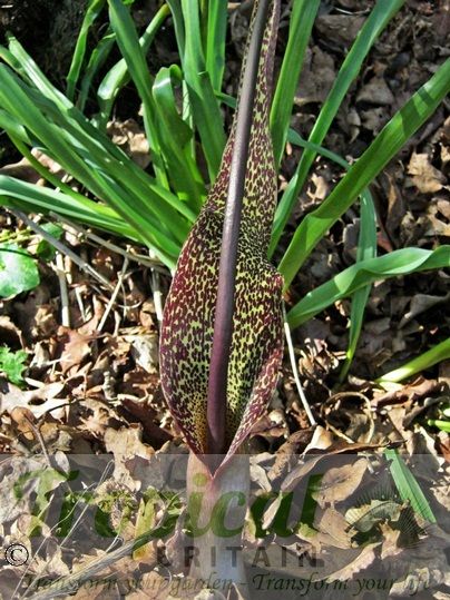 Typhonium venosum