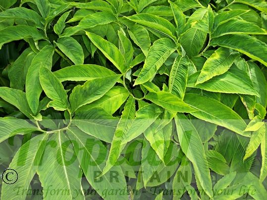 Typhonium venosum - foliage