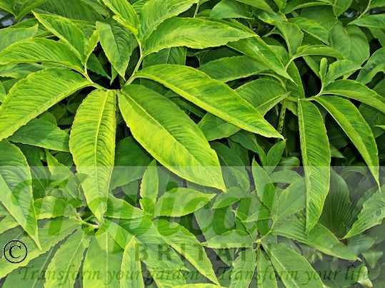 Typhonium venosum - foliage