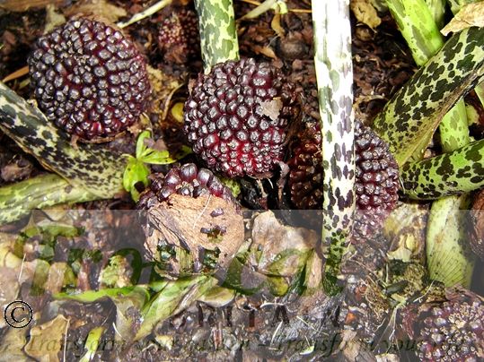 Typhonium venosum - seedpods