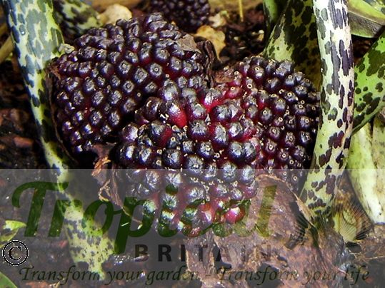 Typhonium venosum - seedpods
