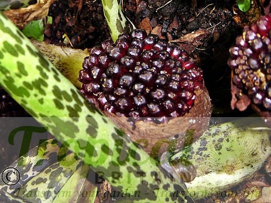 Typhonium venosum - seedpods