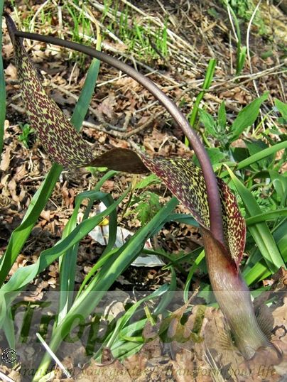 Typhonium venosum