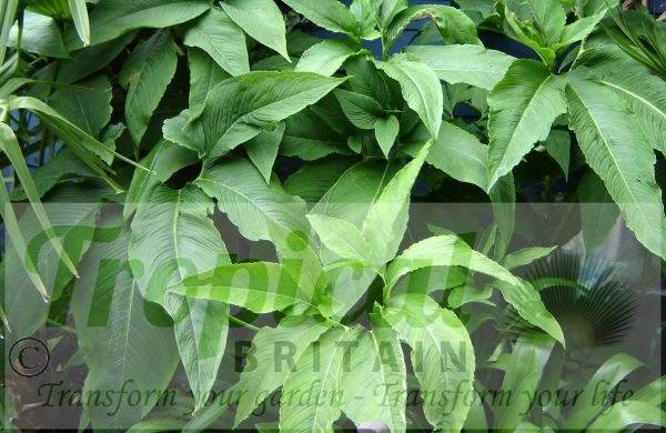 Typhonium venosum - foliage