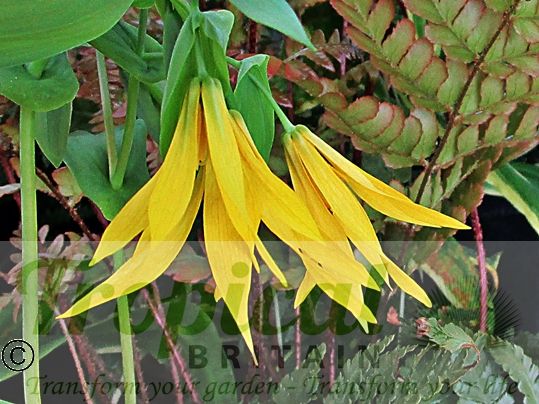 Uvularia grandiflora