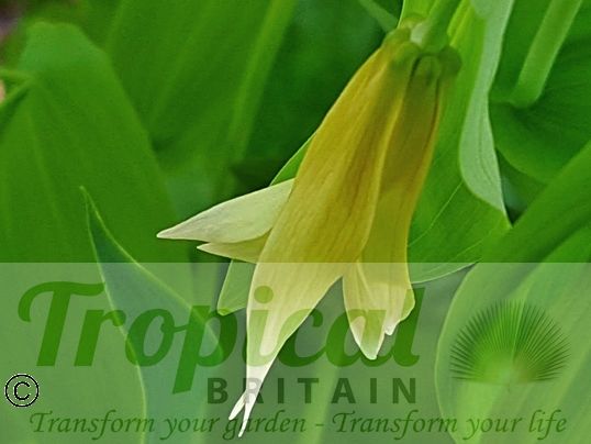 Uvularia grandiflora