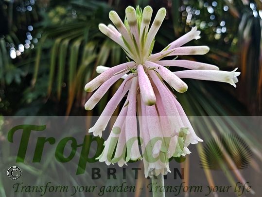 Veltheimia bracteata