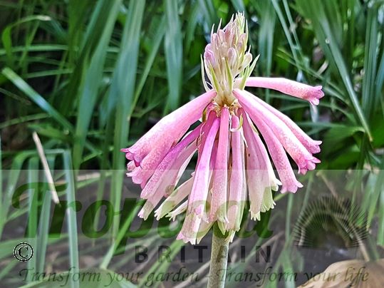 Veltheimia bracteata