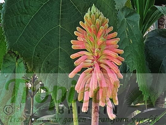 Veltheimia bracteata