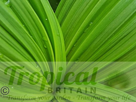 Veratrum nigrum