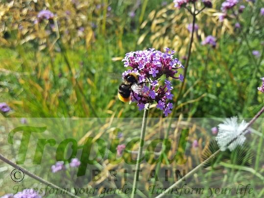 Verbena bonariensis