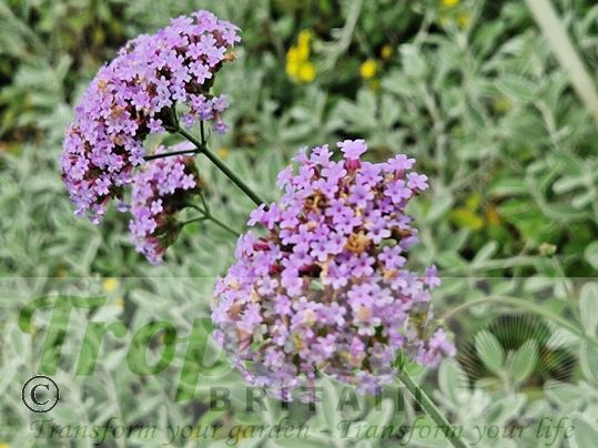Verbena bonariensis