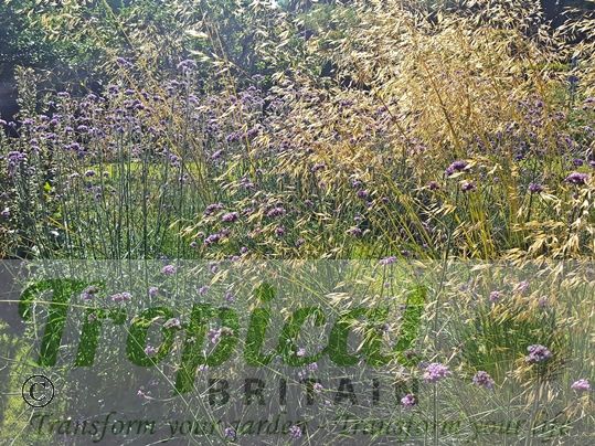 Verbena bonariensis