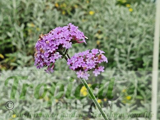 Verbena bonariensis