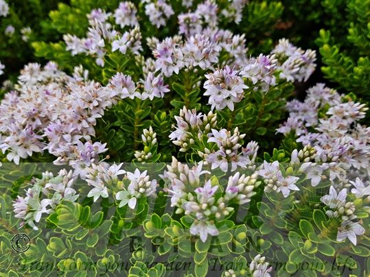 Veronica vernicosa (Syn: Hebe vernicosa)