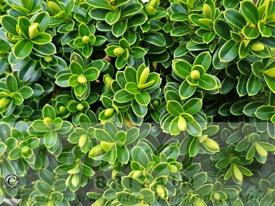 Veronica vernicosa (Syn: Hebe vernicosa)