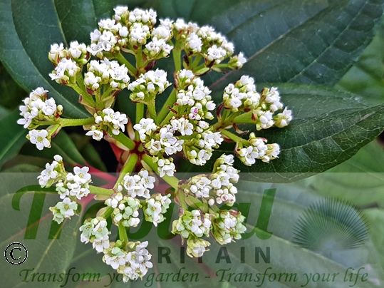 Viburnum davidii