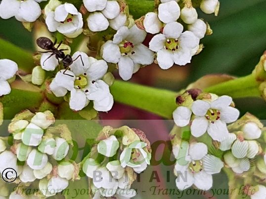 Viburnum davidii