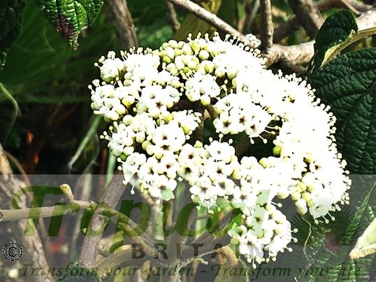 Viburnum rhytidophyllum