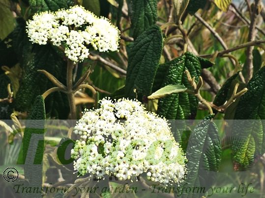 Viburnum rhytidophyllum