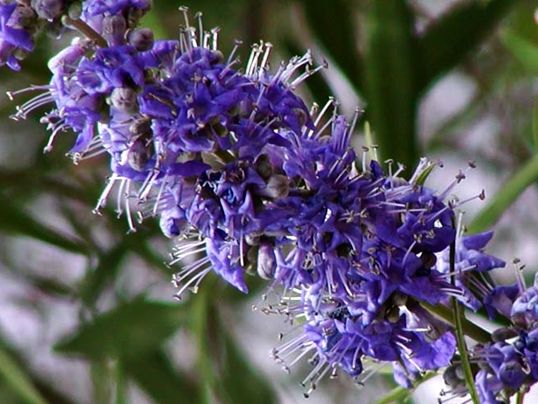 Vitex agnus-castus - Licensed under Creative Commons - Stan Shebs [GFDL (http://www.gnu.org/copyleft/fdl.html), CC BY-SA 3.0  (https://creativecommons.org/licenses/by-sa/3.0) or CC BY-SA 2.5  (https://creativecommons.org/licenses/by-sa/2.5)], from Wikimed