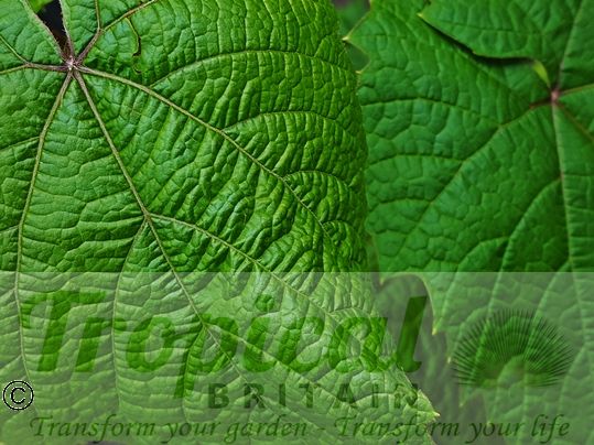 Vitis coignetiae