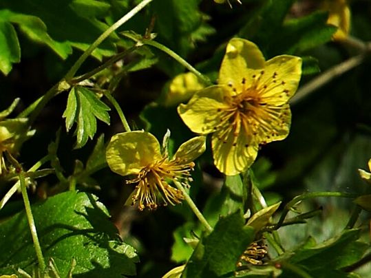 Waldsteinia ternata 
- Image (cropped) courtesy of Wouter Hagens, CC BY-SA 3.0 <https://creativecommons.org/licenses/by-sa/3.0>, via Wikimedia Commons