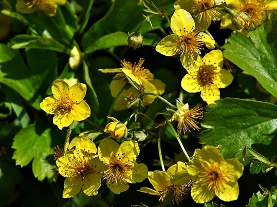 Waldsteinia ternata 
- Image (cropped) courtesy of Wouter Hagens, CC BY-SA 3.0 <https://creativecommons.org/licenses/by-sa/3.0>, via Wikimedia Commons