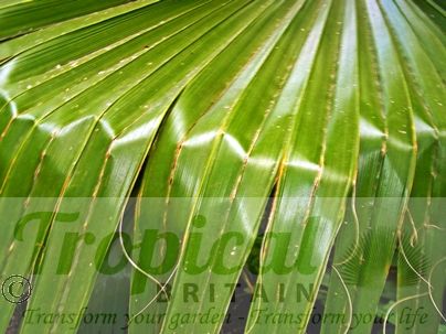 Washingtonia filifera