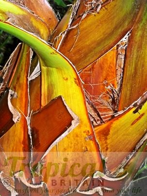 Washingtonia filifera