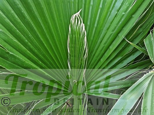 Washingtonia filifera