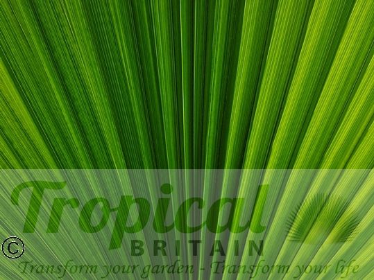 Washingtonia filifera