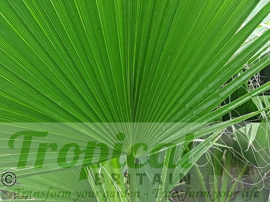 Washingtonia filifera