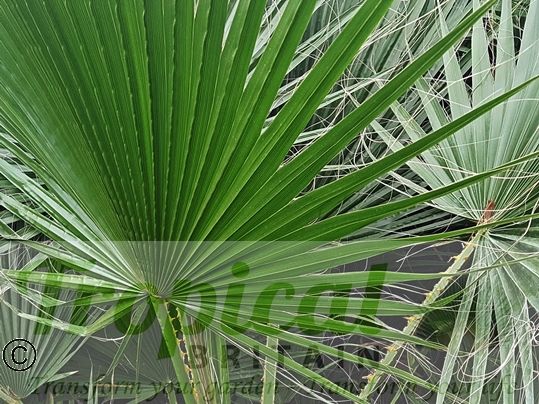 Washingtonia filifera