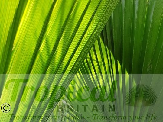 Washingtonia filifera 