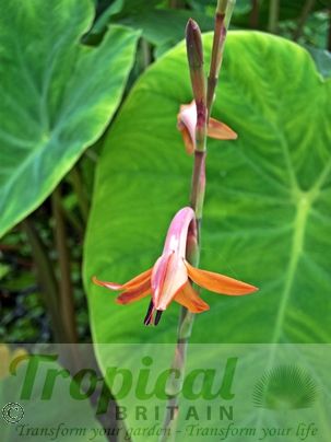 Watsonia meriana var. bulbillifera