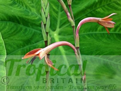 Watsonia meriana var. bulbillifera
